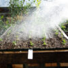 Basil, Greek (Ocimum minimum) seeds, organic - Image 4