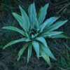 Mullein, Greek (Verbascum olympicum) seeds, organic - Image 3