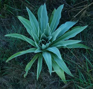 Mullein, Greek (Verbascum olympicum) seeds, organic - Image 3