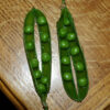 Peas, Green Arrow Shell (Pisum sativum) seeds, organic - Image 2