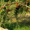 Hawthorn, Wild Form (Crataegus monogyna) potted tree, Organic - Image 5