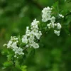 Hawthorn, Wild Form (Crataegus monogyna) seeds, organic - Image 3