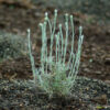 Helichrysum italicum seeds, organic - Image 6