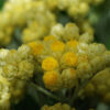 Helichrysum italicum seeds, organic - Image 3