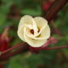 Hibiscus (Roselle) (Hibiscus sabdariffa) seeds, organic - Image 4