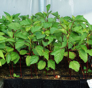 Hibiscus Sabdariffa Packet Of 10 Seeds Organic Hibiscus Sabdariffa Packet Of 10 Seeds Organic