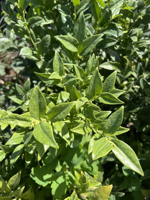 Sweet Box, Himalayan (Sarcococca hookeriana var humulis), potted shrub in a 9-inch-deep-pot, organic
