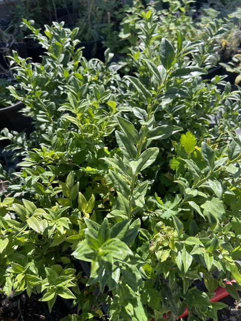 Sweet Box, Himalayan (Sarcococca hookeriana var humulis), potted shrub in a 9-inch-deep-pot, organic - Image 2