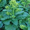 Tobacco, Hopi (Nicotiana rustica) seeds, organic - Image 4
