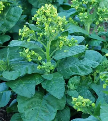 Tobacco, Hopi (Nicotiana rustica) seeds, organic - Image 4