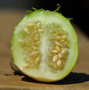 Cucumber, African Horned (Cucumis zambianus), packet of 30 seeds, organic - Image 2