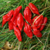 Pepper, Hot Paper Lantern Habanero (Capsicum chinense), packet of 20 seeds, organic - Image 2