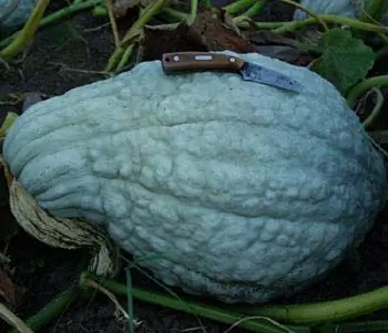 Squash, Blue Hubbard (Cucurbita maxima), packet of 10 Seeds, Organic - Image 3