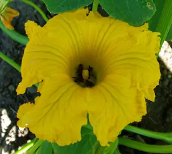 Squash, Blue Hubbard (Cucurbita maxima), packet of 10 Seeds, Organic - Image 4