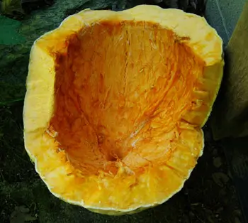 Squash, Blue Hubbard (Cucurbita maxima), packet of 10 Seeds, Organic - Image 5