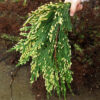 Cedar, Incense (Calocedrus decurrens) tree in a gallon pot, organic