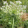 She-Chuang-Zi (Snow Parsley) (Cnidium monnieri) Potted Plant, Organic - Image 3