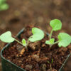 Sage, Jerusalem (Salvia hierosolymitana), packet of 30 seeds, Organic - Image 2