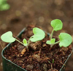 Sage, Jerusalem (Salvia hierosolymitana), packet of 30 seeds, Organic - Image 2