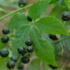 Jiao-gu-lan, Japanese (Gynostemma pentaphyllum) potted vine, organic - Image 4