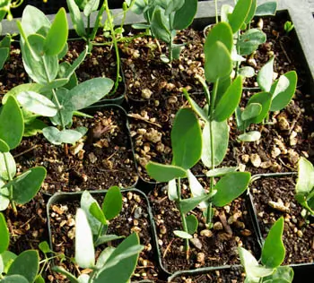 Jojoba (Simmondsia chinensis) seeds - Image 3