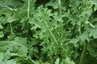 Kale, White Russian (Brassica napus), packet of 200 seeds, organic