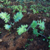 Kale, Winter Red (Brassica napus), packet of 200 seeds, organic