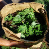 Kale, Winter Red (Brassica napus), packet of 200 seeds, organic - Image 2