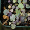 Mint, Korean (Agastache rugosa), potted plant, organic - Image 2
