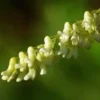 Ku-shen (Sophora flavescens), packet of 10 seeds, organic - Image 3