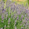 Lavender, Munstead (Lavandula angustifolia) potted plant, organic - Image 2