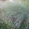 Lavender, Broadleaf (Lavandula latifolia), packet of 50 seeds, organic - Image 3