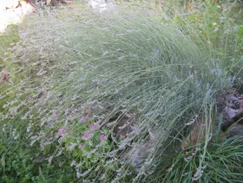 Lavender, Broadleaf (Lavandula latifolia), packet of 50 seeds, organic - Image 3