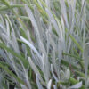 Lavender, Broadleaf (Lavandula latifolia), packet of 50 seeds, organic - Image 2