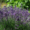 Lavender, Munstead (Lavandula angustifolia) potted plant, organic - Image 3