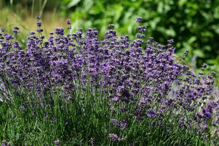 Lavender, Munstead (Lavandula angustifolia) potted plant, organic - Image 3