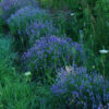 Lavender, Czech (Lavandula angustifolia krajova), packet of 50 seeds, organic - Image 3
