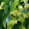 Linden Tree Flowers (Tilia cordata), whole dried flowers with bract, 30 g bag, organic - Image 2