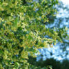 Linden Tree Flowers (Tilia cordata), whole dried flowers with bract, 30 g bag, organic - Image 3
