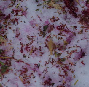 Amaranth, Love Lies Bleeding (Amaranthus caudatus), packet of 100 seeds