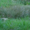 Ma-huang (Ephedra sinica) potted seedling, organic - Image 6