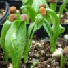 Mandrake, official (Mandragora officinarum) seeds, dried, organic - Image 8