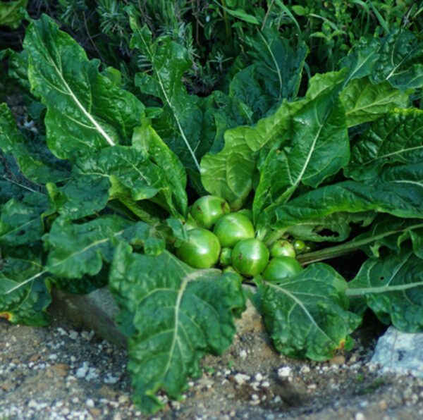 Mandrake, officinarum (Mandragora officinarum) potted plant (9-inch pot), organic - Image 5