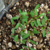 Thyme, French (Thymus vulgaris), packet of 100 seeds, organic - Image 3