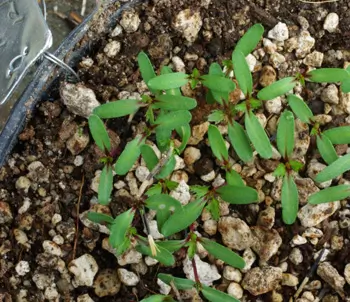 Thyme, French (Thymus vulgaris), packet of 100 seeds, organic - Image 3