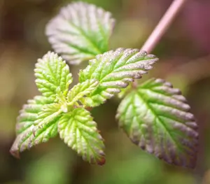 Mint, Mayan (Lippia dulcis) potted plant, organic - Image 2