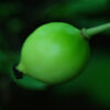 Mayapple, American (Podophyllum peltatum) potted plant, organic - Image 3