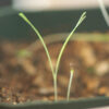 Poppy Set (5 seed packets): California, Flanders, Giant Pod, Turkish Red and Zahir - Image 4