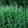 Thistle, Milk (Silybum marianum) seeds, organic [WA no] - Image 6