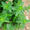 Mint, Chinese (Mentha haplocalyx) seeds, organic